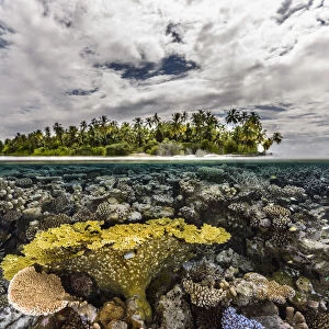 Table coral reef in shallow waters, Gaafu Alifu Atoll, Maldives, Indian Ocean
