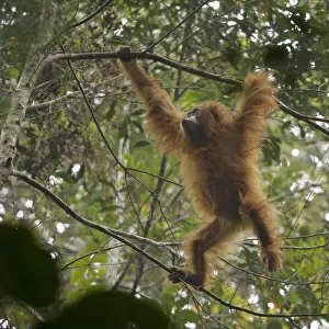 Tapanuli Orangutan (Pongo tapanuliensis) Beti, juvenile female, daughter of Beta