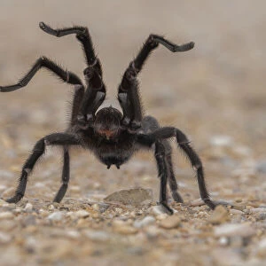 Spiders Collection: Texas Brown Tarantula