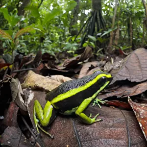 Three-striped poison frog (Ameerega trivittata) amongst leaf litter on lowland rainforest floor