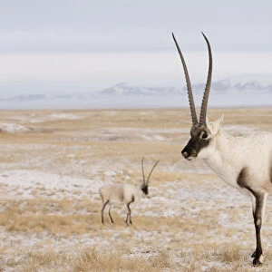 Tibetan antelope (Pantholops hodgsonii) males on snowy ground, Kekexili, Qinghai