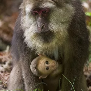 Milne-edwards Macaque