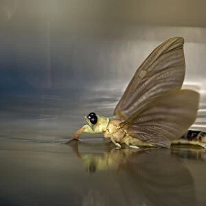 Tisza mayfly (Palingenia Longicauda) in the Tisza river, Hungary, June 2009