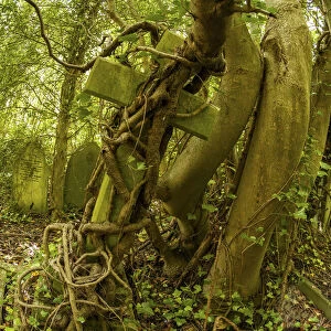 Tombstone being strangled by ivy in Arnos Vale Cemetery, now disused