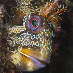 T Canvas Print Collection: Tompot Blenny
