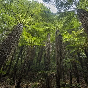 Tree ferns in Whirinaki Forest Park, North Island, New Zealand