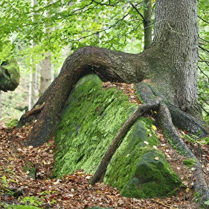Tree growing over large moss covered rock, Ceske Svycarsko / Bohemian Switzerland National Park