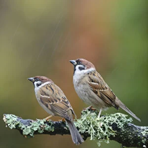 Tree sparrows (Passer montanus) perching on a branch in the rain. Perthshire, Scotland
