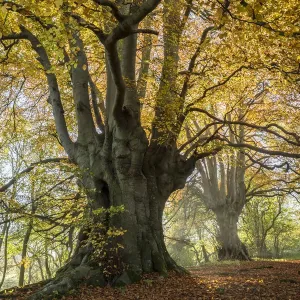 Ancient Beech Tree Print, Lineover Wood Ancient Beech Tree Print, Lineover Wood