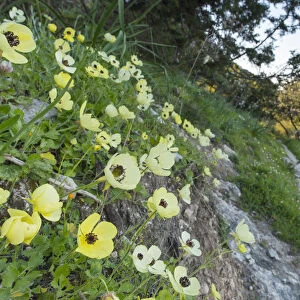 Turban buttercup (Ranunculus asiaticus) growing on bank beside footpath with sea beyond