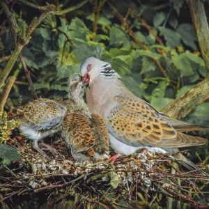 Turtle dove (Streptopelia turtur) female feeding chicks on nest