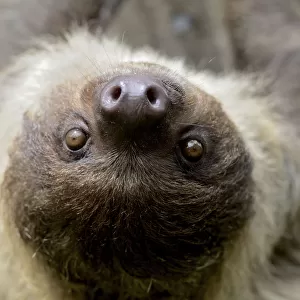 Unau / two-toed sloth (Choloepus didactylus) portrait, French Guiana