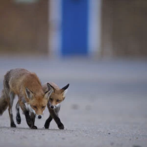 Urban Red fox (Vulpes vulpes) adult and young, London, May