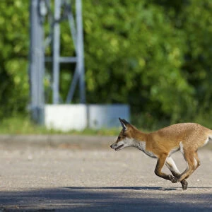Urban Red fox (Vulpes vulpes) running, London, May
