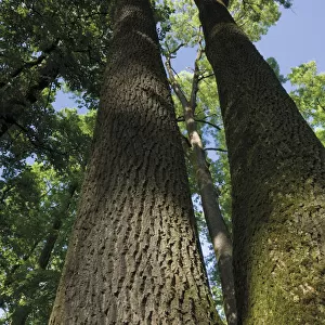 View up an Ash (Fraxinus sp) tree, in a forest, near Muilovcica village, Lonjsko Polje Nature Park