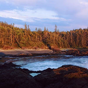 A view of a forested inlet lit by low sunlight. Aggro Beach, west coast of Vancouver Island