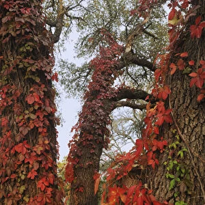 Virginia creeper (Parthenocissus quinquefolia), climbing on Live Oak (Quercus virginiana)