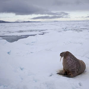 Walrus (Odobenus rosmarus) on sea ice, Svalbard, Norway, August 2009