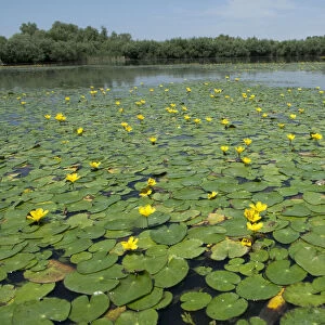 Water lilies on Lake Belau, Moldova, June 2009