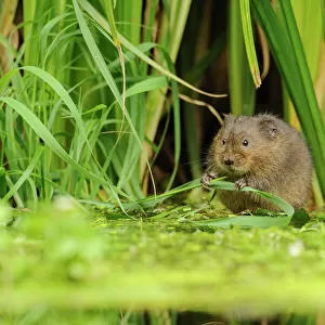 Cricetidae Collection: Water Vole
