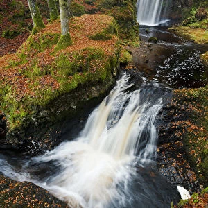 Waterfalls in woodland. Craigengillan Estate, Dalmellington, Ayrshire, October