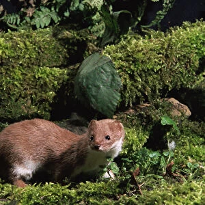Weasel on mossy wall {Mustela nivalis} Captive, UK