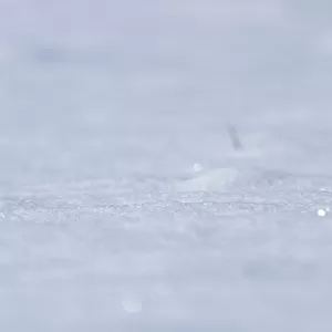 Weasel (Mustela erminea) running through deep snow with only its tail visible, Upper Bavaria, Germany, Europe. February