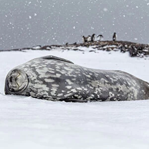 Phocidae Collection: Spotted Seal