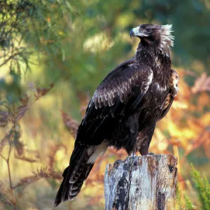 Wedge-tailed eagle {Aquila audax fleayi} tasmanian sub species, adult portrait, Australia