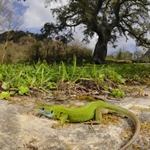 Western green lizard (Lacerta bilineata) female basking in habitat near a Cork Tree