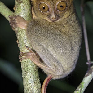 Western / Horsfields tarsier (Tarsius bancanus) hunting invertebrate prey in