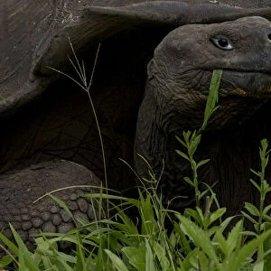 Western Santa Cruz / Indefatigable Island giant tortoise (Chelonoidis porteri) feeding