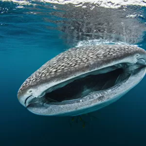 Whale shark (Rhincodon typus) feeding close to fishermens boats in the early morning, Triton Bay, West Papua, Indonesia, Pacific Ocean