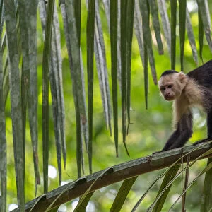 White-faced Capuchin (Cebus capucinus imitator) Carara National Park, Costa Rica