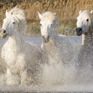 Four white horses of the Camargue, running through the sea, Camargue, Southern France