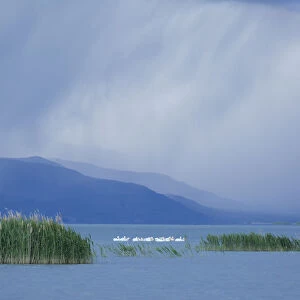 White pelicans (Pelecanus erythrorhynchos) at Bear River Migratory Bird Refuge with