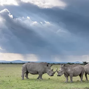 Three White rhinoceroses (Ceratotherium simum), Solio Game Reserve, Laikipia, Kenya