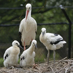 White stork (Ciconia ciconia) parent standing beside its three developing chicks