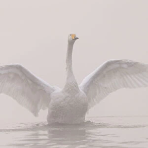 Whooper swan (Cygnus cygnus) outstretching its wings, Sanmenxia, Henan province, China