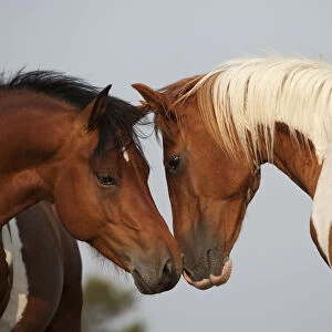 Wild Chincoteague (Equus caballus) two breeding stallions greeting one another