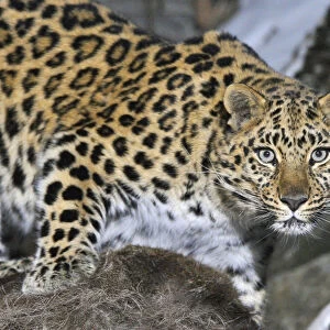 Wild female Amur leopard (Panthera pardus orientalis) Kedrovaya Pad reserve, Primorsky Krai