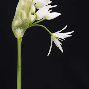 Wild garlic / Ramsons (Allium ursinum) in flower, controlled conditions, Cornwall