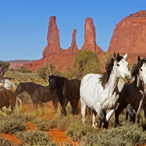 Wild horses, Monument valley tribal park, Navajo reserve, Utah, USA. April