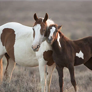 Wild Mustang pinto foal nuzzling up to mother, Sand Wash Basin Herd Area, Colorado, USA