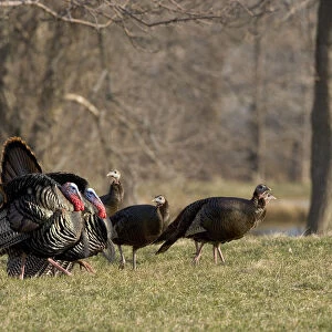 Wild Turkeys (Meleagris gallopavo), two toms courting several hens, New York, USA