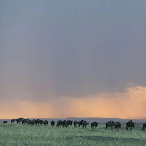 Wildebeest (Connochaetes taurinus) herd walking in a line in the rain at sunset