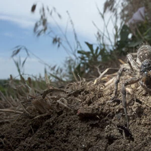Wolf spider {Lycosa vultuosa} near its burrow, South Moldova, June