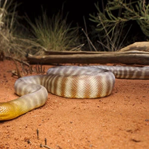 Woma (Aspidites ramsayi), Tanami Desert, Northern Territory, Australia, November