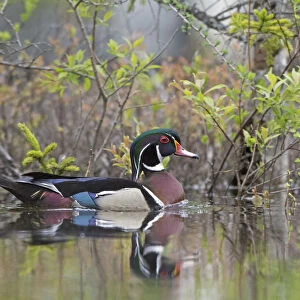 Wood duck (Aix sponsa). male in breeding plumage. Acadia National Park, Maine, USA. May