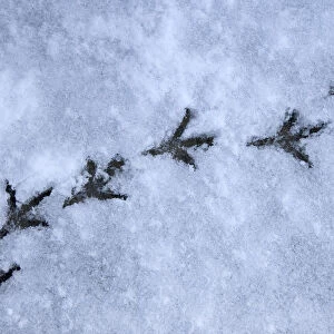 Wood pigeon (Columba palumbus) footprints in snow, Norfolk, England, March